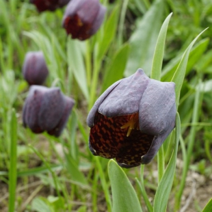 Fritillaria latifolia 